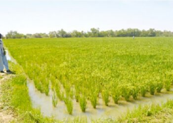 Agriculture : le budget est passé de 600 milliards à 1 900 milliards GNF