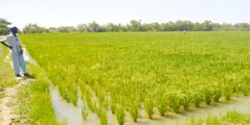 Agriculture : le budget est passé de 600 milliards à 1 900 milliards GNF